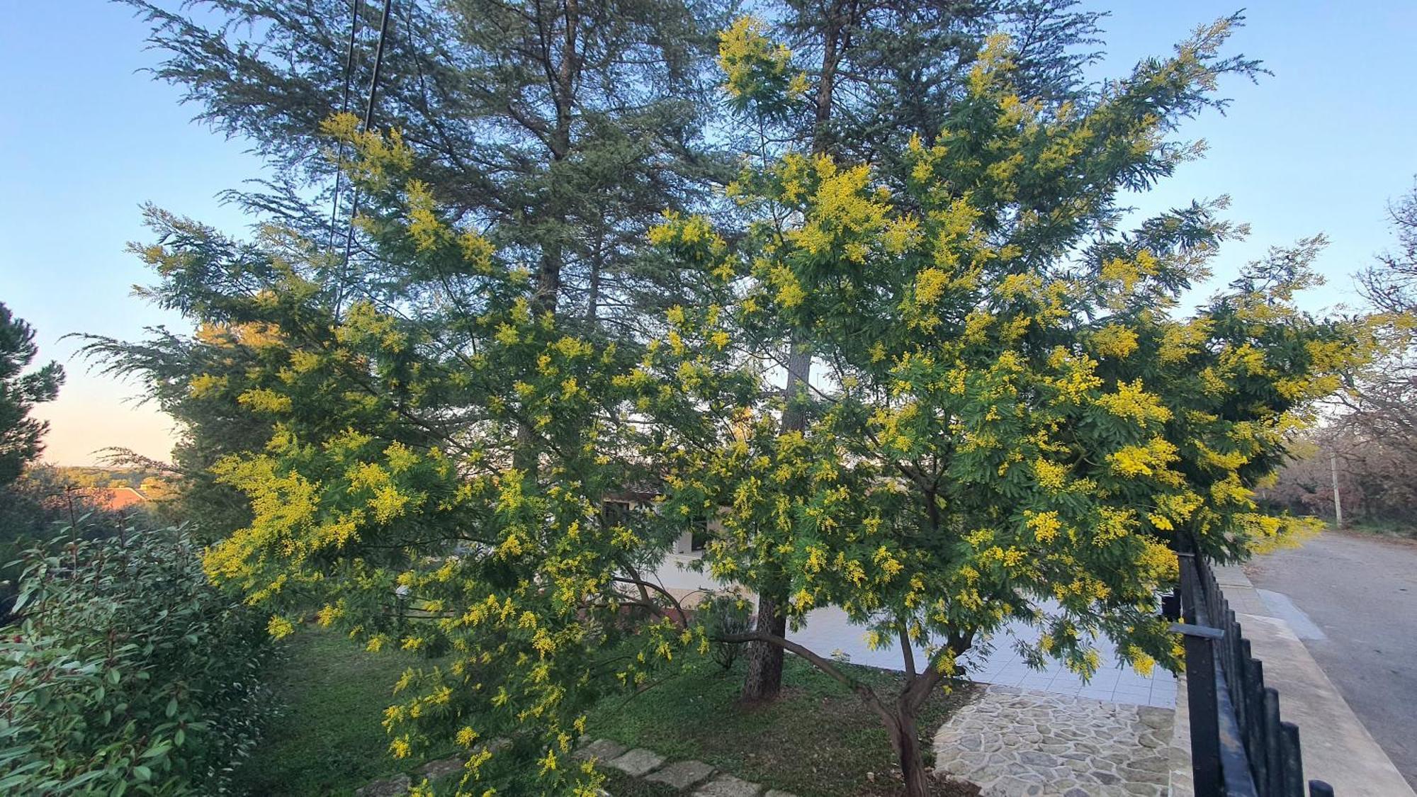 Mercadante - Luxury Holiday House Cassano delle Murge Exterior foto
